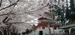群馬県に5重の塔があるのをご存知ですか？