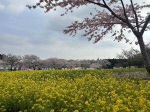 ４月です！春ですね～！！