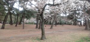 桜が咲きそうです。